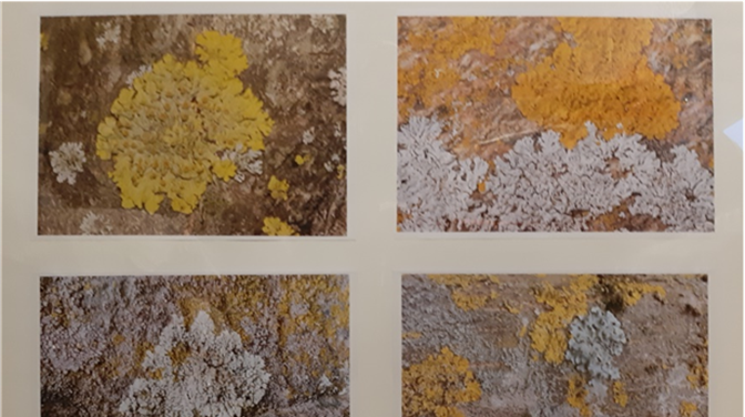 IZLOŽBA KONAVOSKIH LIŠAJEVA: Stijepo Mijović Kočan i Mirjana Pejaković Kočan